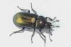 Platycerus caraboides